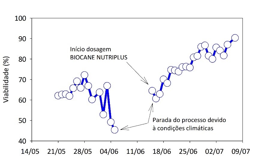 Gráfico 3. Recuperação do fermento utilizando BIOCANE NUTRIPLUS após interrupção da moagem devido às chuvas