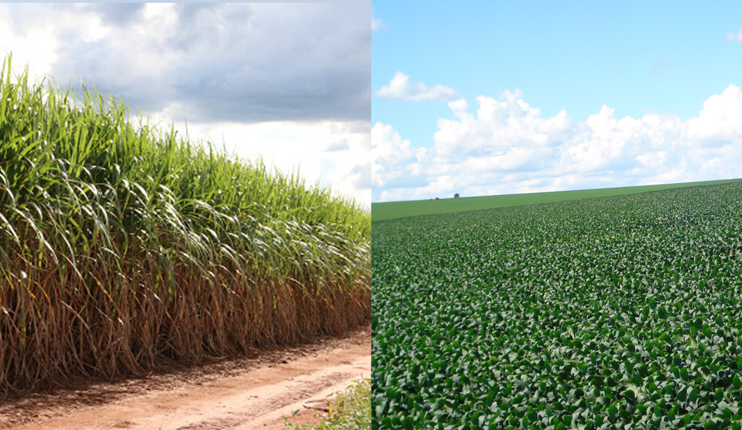Os preços da soja, que estão quebrando recordes há meses no país, deverão incentivar o avanço do cultivo do grão sobre áreas de cana-de-açúcar