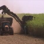 Na reta final da safra, os produtores de cana estão enxergando melhora no valor de ATR, no entanto, o custo de produção da cana é maior o maior desafio 