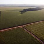 As cadeias produtivas do agro paulista se mobilizam para atender às determinações do Governo do Estado de São Paulo e continuar produzindo e escoando a produção para garantir o abastecimento de alimentos a população.