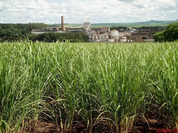 Com muita liquidez no caixa, São Martinho terá safra tranquila