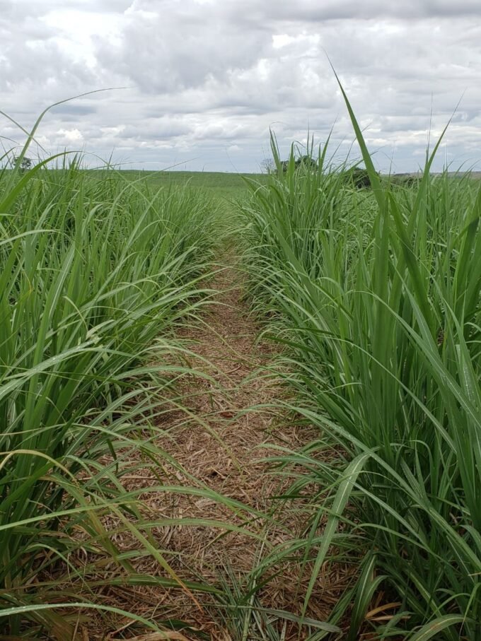 Programa de Cana IAC, lançou uma nova versão da Régua Ambicana. A régua é uma ferramenta que reúne informações necessárias para que o produtor ou usina consiga calcular o potencial da produtividade média dos cinco cortes de seu canavial.