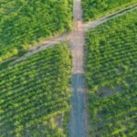Em meio à atribulação caótica que estamos nos deparando nestes últimos dias, necessitamos analisar sobre características previsíveis do consumo, tentando trazer para a capacidade produtiva do Brasil no Agronegócio e verificar quais poderão ser as oportunidades, os desafios e os pontos difíceis de serem contornados.
