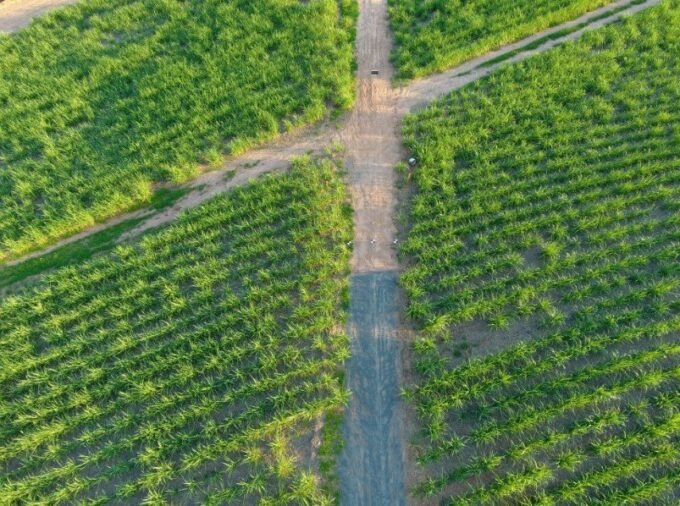 Em meio à atribulação caótica que estamos nos deparando nestes últimos dias, necessitamos analisar sobre características previsíveis do consumo, tentando trazer para a capacidade produtiva do Brasil no Agronegócio e verificar quais poderão ser as oportunidades, os desafios e os pontos difíceis de serem contornados.