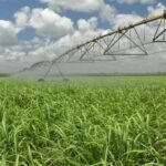 Mitos sobre irrigação na cana-de-açúcar