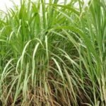 Programa de Cana IAC, lançou uma nova versão da Régua Ambicana. A régua é uma ferramenta que reúne informações necessárias para que o produtor ou usina consiga calcular o potencial da produtividade média dos cinco cortes de seu canavial.