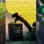 Setor sucroenergético seleção natural