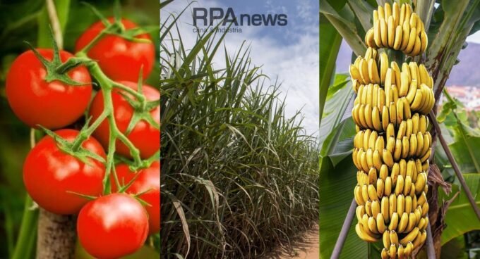 agronegocio aumenta exportações