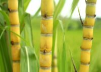 Irrigação cana mitos