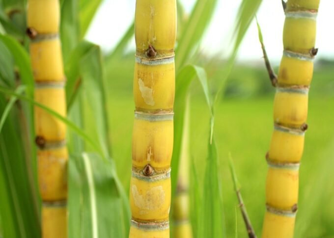 Irrigação cana mitos