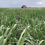 Nova metodologia desenvolvida pela Embrapa, permitirá que o produtor rural, ao contratar o seguro rural, conheça a probabilidade de produtividade da cultura