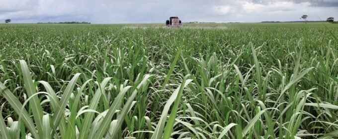 Nova metodologia desenvolvida pela Embrapa, permitirá que o produtor rural, ao contratar o seguro rural, conheça a probabilidade de produtividade da cultura