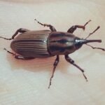 Sphenophorus: manejo em cana-de-açúcar cresce quase 80% em 2019