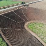 A usina petribu faz plantio com cana ensacada