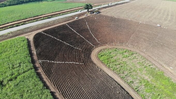 A usina petribu faz plantio com cana ensacada