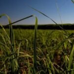 Raízen mostra bons resultados de programa inédito para fornecedores de cana