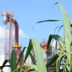 Diana Bioenergia espera ciclo virtuoso a partir da safra 2020/21