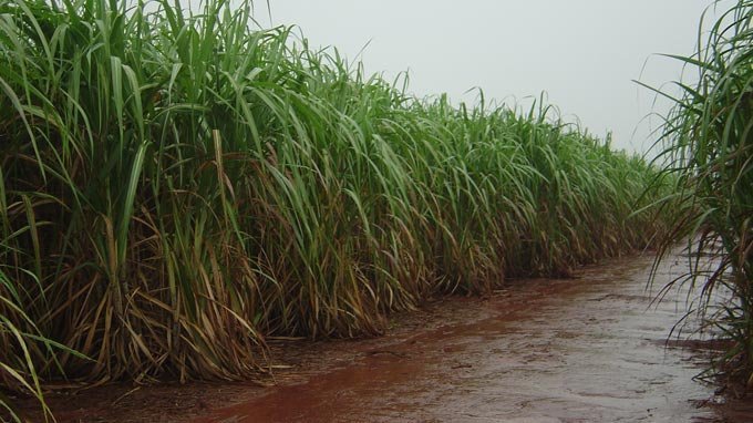 São Martinho avalia que clima afeta próxima safra de cana do