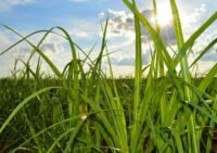 Para produtores de cana safra 2020/21 foi melhor do que o esperado