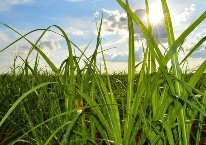 Para produtores de cana safra 2020/21 foi melhor do que o esperado