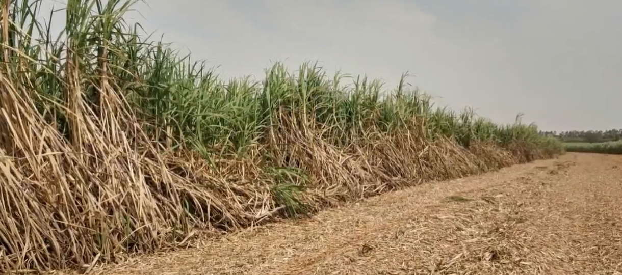 São Martinho avalia que clima afeta próxima safra de cana do