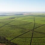 Canavial Raízen drones pulverizadores