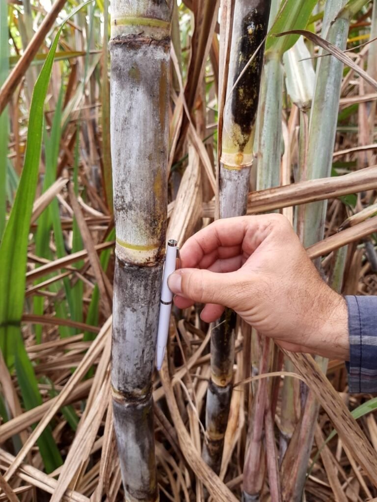 Produtores buscam variedades de cana resistentes à seca, à broca e com ...