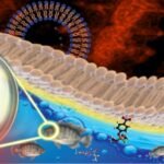 Foram analisadas 150 tilápias do Nilo (Oreochromis niloticus) mantidas em aquários construídos na Unesp (ilustração: Rafael Rubira/Unesp)