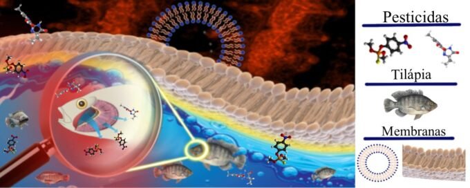 Foram analisadas 150 tilápias do Nilo (Oreochromis niloticus) mantidas em aquários construídos na Unesp (ilustração: Rafael Rubira/Unesp)