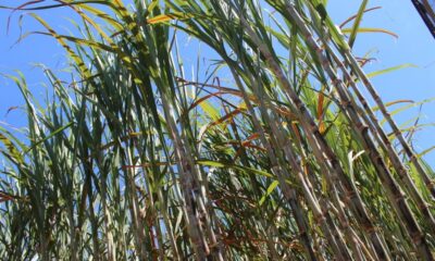 Cana-de-açúcar pode proporcionar um futuro mais verde e limpo e gerar novas oportunidades de rentabilidade para o produtor