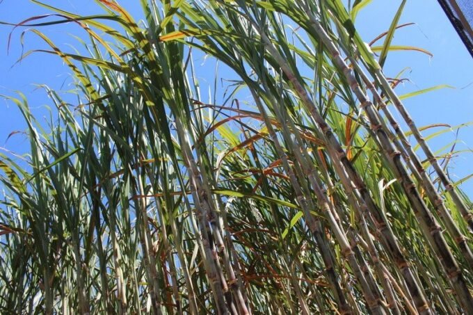 Cana-de-açúcar pode proporcionar um futuro mais verde e limpo e gerar novas oportunidades de rentabilidade para o produtor