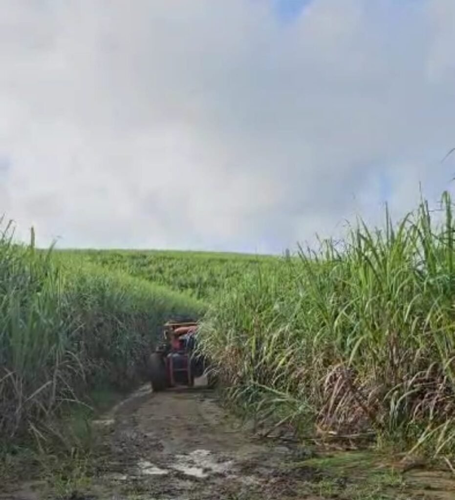 Moagem de cana no Norte e Nordeste recua 2,1% na safra 2025/26, aponta NovaBio