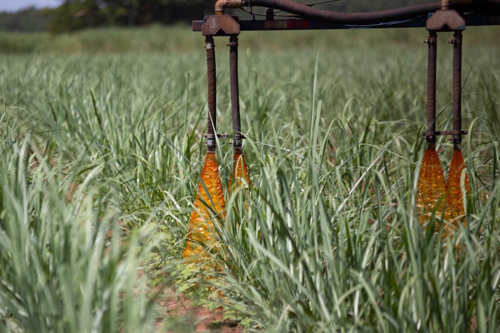 Mosca-dos-estábulos traz alerta do STJ para o setor sucroenergético