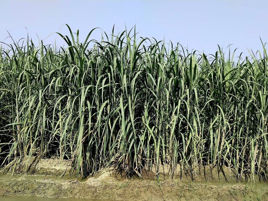 Produtor do Paquistão transforma canavial após orientações da RPA