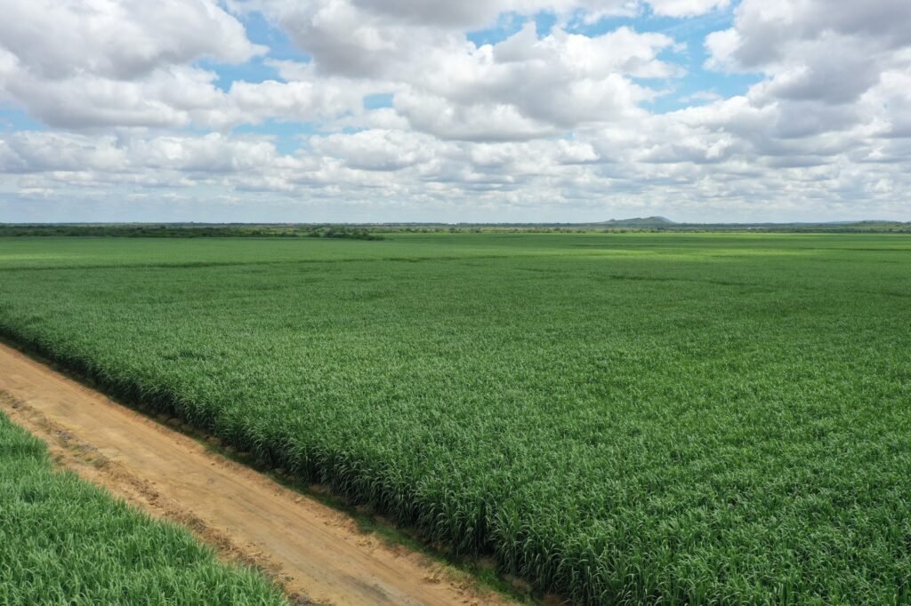 Agrovale obtém R$ 200 milhões para recuperar canaviais e ampliar irrigação por gotejamento