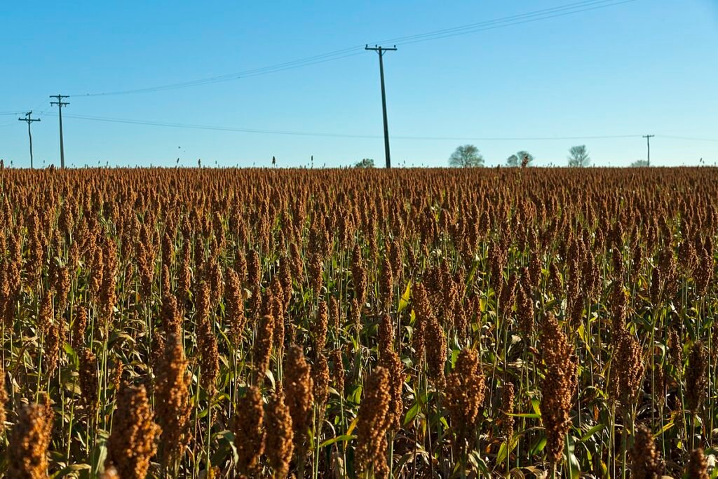 Avanço das usinas de etanol de milho fomenta alta no cultivo de sorgo
