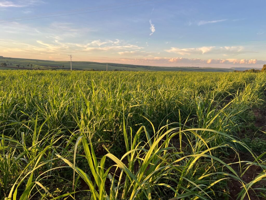 Produção de cana atinge 673,2 mi t em 2025/26, aponta Conab, com recorde para etanol