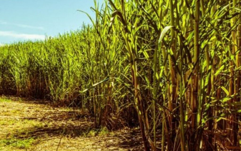 O renascimento da cana, uma nova oportunidade para o Rio de Janeiro