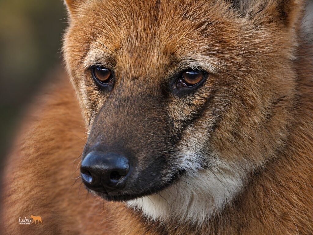 Projeto Lobos de Iracema promove o monitoramento biológico do lobo-guará em áreas da Unidade Iracema e arredores em Iracemápolis (SP)