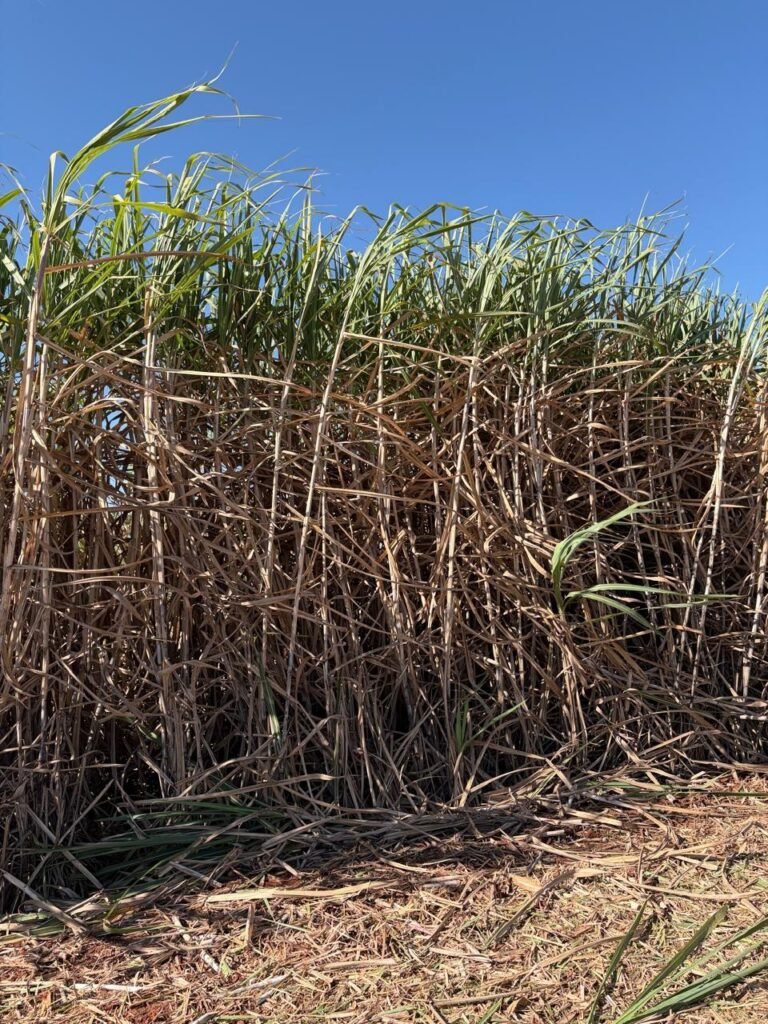 CTC9009 registra alto desempenho em colheita comercial e lidera indicadores de produtividade em usina mineira