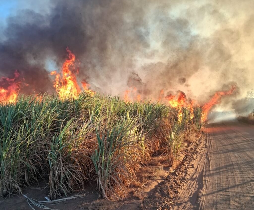 Usina terá de recuperar mais de 200 hectares após incêndio em área de cana
