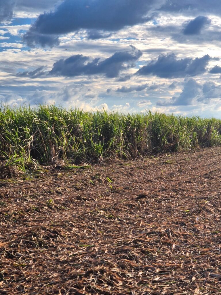 Atraso na moagem pode deixar até 54,5 milhões de toneladas de cana-bis no Centro-Sul