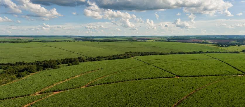 Tereos investe R$ 568 milhões na renovação de canaviais